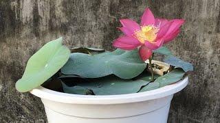 The beauty of red lotus | grow lotus at home