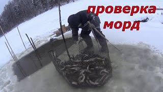 Проверка морд, зачем нам столько. Отпускаем рыбу.