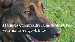 Malinois Comprendre la méthode NePoPo pour un dressage efficace .#Malinois #nepopo