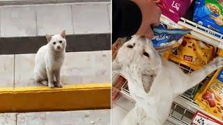 Clever Stray Cat Leads A Woman To The Store And Asks Her To Buy Him Food, She Adopts Him