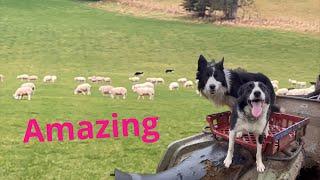 Two brilliant border collie sheepdogs working as a team