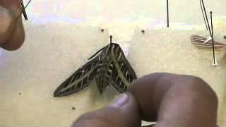 Spreading Lepidoptera (Butterflies & Moths)