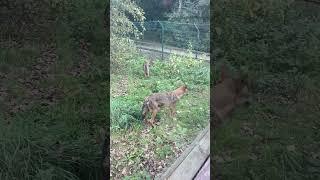 Wolfs at Blackpool zoo#shorts#animals