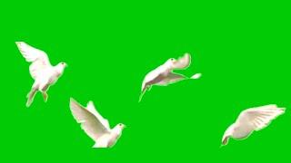 GREEN SCREEN Dove birds Flying effects HD No copyright | chroma key dove pigeon