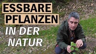 Essbare Pflanzen / Wildpflanzen in der Natur