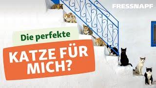 Welche Katze passt zu mir?