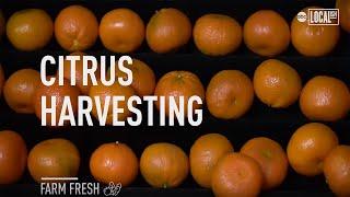 How Oranges Get Harvested | Localish