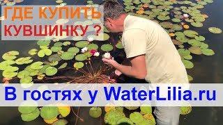 Где купить нимфею, кувшинку для пруда? В гостях у WaterLilia. Частный питомник.