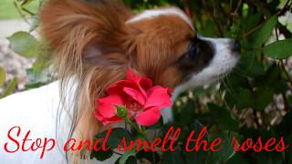 Percy the Papillon Dog: This is What I Do