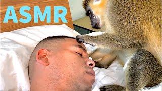 ASMR Monkey Primal Stimulation (1-Hour) Grooming Relaxing (Thabo And Ray)