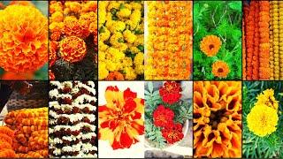 MARIGOLD VARIETIES - Plants Weekly