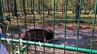 Приокско-Террасный государственный природный биосферный заповедник.