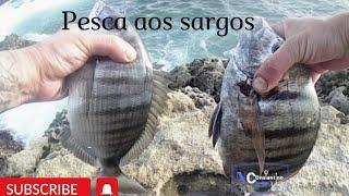 pesca aos sargos num pesqueiro raso 