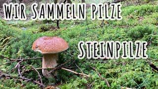 Wir sammeln Pilze - Steinpilze