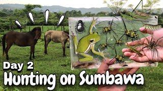 Exploring and Hunting insect on Sumbawa island | catch harlequin beetle, locust, tarantula, weevil