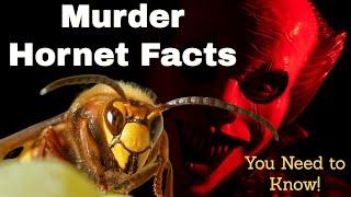 Murder Hornets Have Arrived. Top Ten Facts You Need to Know! Giant Asian Hornets Painful Sting!