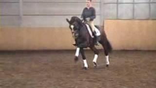 www.sporthorses-online.com Hanoverian stallion for sale SOLD