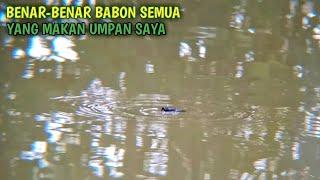 Geter Poll Mancing Belanak Babon !!! Mancing Di Pinggiran