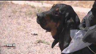 Tracking fugitives with the MCSO bloodhounds