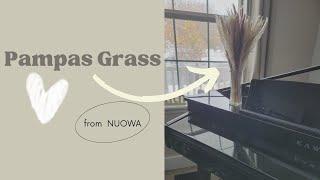 Nuowa Pampa Grass (Natural, Dried) | Product Review