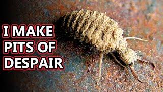 Antlion facts: Scariness in the Sand | Animal Fact Files