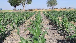 ¡¡ASÍ SEMBRAMOS MAÍZ AMARILLO EN EL RANCHO!!