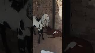 #ani #milk tower #cow #milk #village live #goat #dairy #farming milk  #goat mals