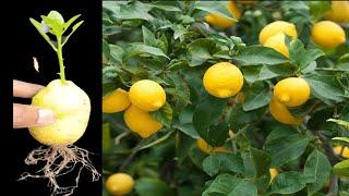 How to grow lemon tree with potato get amazing fruit, propagate lemon tree at home step by step
