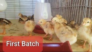 First Batch of Hatched Eggs | Chicken Backyard Breeding