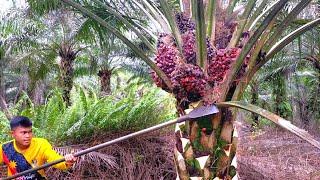 The Most Amazing Palm Harvest