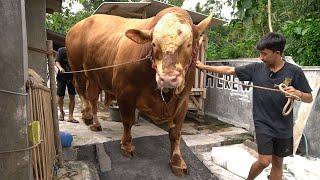 GUEDE GUNDUL & G4NTENG !! ADOPSI SAPI QURBAN JUMBO MILIK PETERNAK MUDA