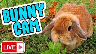  LIVE Bunny Cam  Watch the Bunnies Play!
