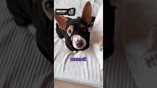 САМЫЙ МИЛЫЙ ПРЕСТУПНИК ️#shorts #tiktok #шортс #спасение  #добро #шорты  #рек #а4