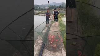 Amazing fishing technique  #shortsvideo #trending #shorts #viralvideo