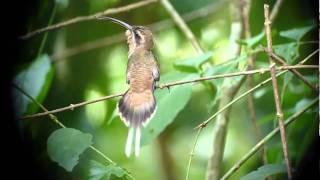 Long-billed Hermit displays