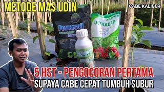 5 HST PENGOCORAN PERTAMA CABE BIAR TIDAK STRES DAN CEPAT SUBUR | CABE METODE MAS UDIN