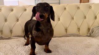 MINI DACHSHUND GIVES ITS OPINION  - MC DO VEGGIE MC PLANT NUGGETS REVIEW