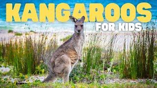 Kangaroos for Kids | Learn all about these amazing marsupials