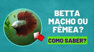 Saiba como identificar um Peixe Betta macho ou Fêmea. Dicas de como descobrir neste vídeo . #betta