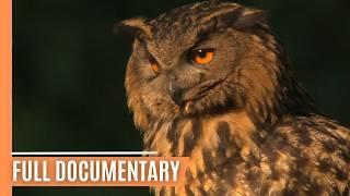 Wolves, Ravens, and Frogs: Truths Behind the Legends | Full Documentary