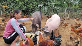 Pigs and Chickens also want to eat strange things. Oh delicious cake from cassava root.  (Ep 108).