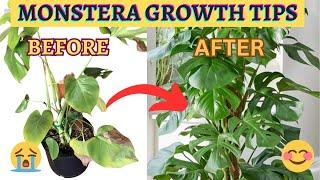 Monstera Plant Care - TOP 8 Tips for Bushy Monstera