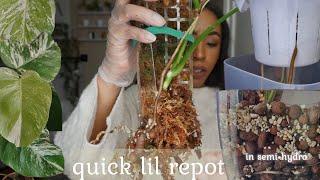 Repotting My MONSTERA ALBO Before They Get STUCK | a quick lil repot 🪴🫶