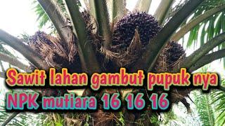 PUPUK NPK mutiara 16 16 16!!! Di Lahan gambut