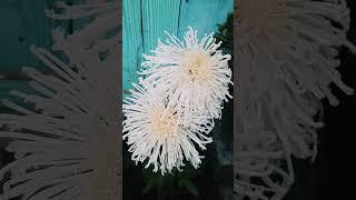 Happy Tihar||Variety Of Chrysanthemums||Godawari||PYT Vlogs...