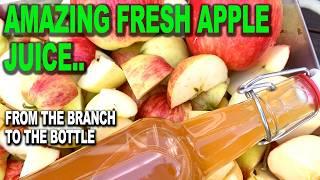 Amazing Fresh APPLE JUICE - From Branch to Bottle