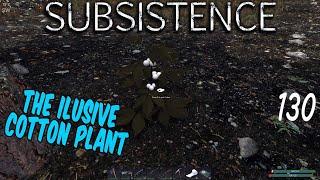 Subsistence S2 # 130  The elusive cotton plant.