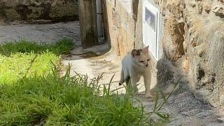 Nobody's seen a wild cat do his before, so i had to film it to prove it