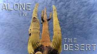 A Journey Through The Sonoran Desert