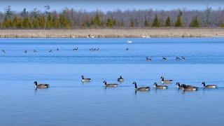 Ducks, Geese and Swans on a Beautiful Lake - 10 Hours - Apr 18, 2023